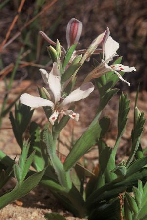 Lapeirousia Fabricii - Indigenous South African Bulb - 10 Seeds