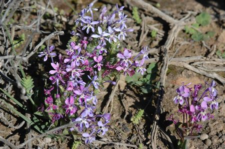 Lapeirousia Pyramidalis ssp Pyramidalis - Indigenous South African Bulb - 10 Seeds