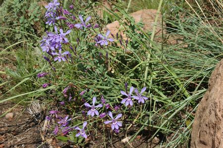 Lapeirousia Sandersonii - Indigenous South African Bulb - 10 Seeds