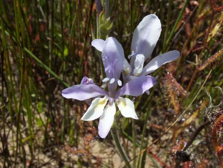 Babiana lineolata - Baboon Root / Flower - Indigenous South African Bulb - 10 Seeds