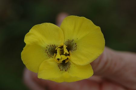 Moraea Bellendenii - Indigenous South African Bulb - 10 Seeds