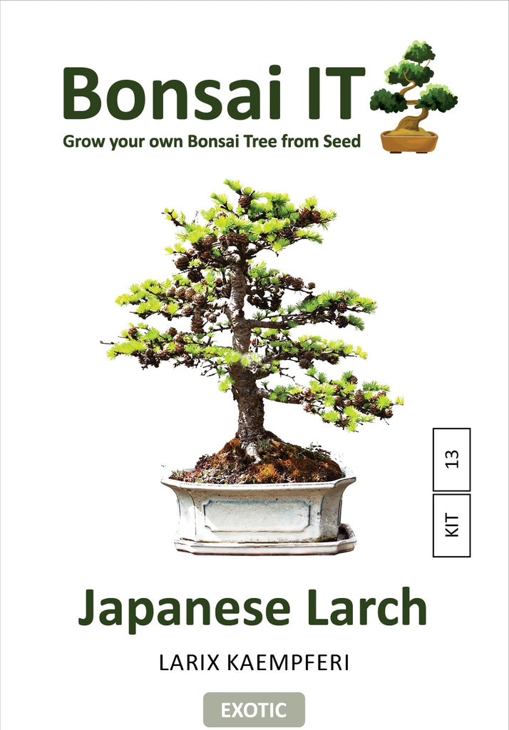 BONSAI出品 Bonsai IT - Japanese Larch - Larix kaempferi- Kit 13