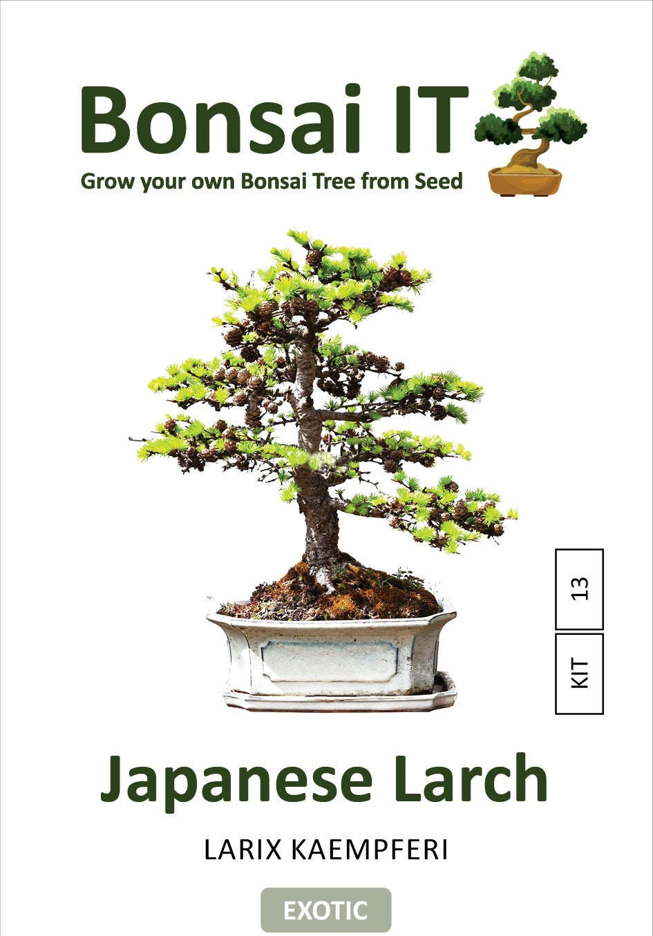 BONSAIページ Bonsai IT - Japanese Larch - Larix kaempferi- Kit 13