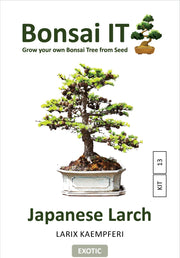 Bonsai IT - Japanese Larch - Larix kaempferi- Kit 13