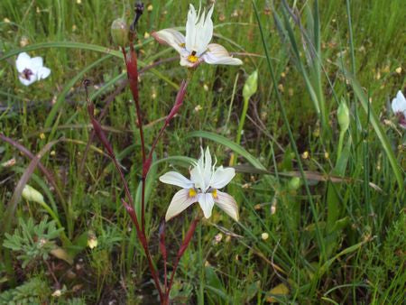 Moraea Gawleri- Indigenous South African Bulb - 10 Seeds