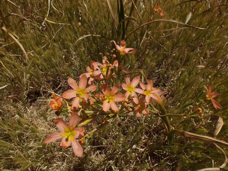 Moraea Miniata - Indigenous South African Bulb - 10 Seeds