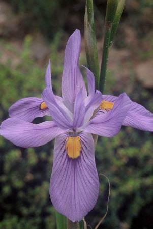 Moraea Polystachya - Indigenous South African Bulb - 10 Seeds