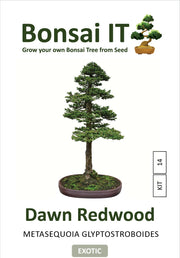 Bonsai IT -Dawn Redwood - Metasequoia glyptostroboides - Kit 14