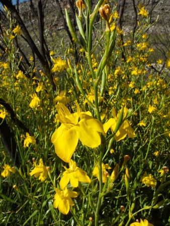 Moraea Ramossisima - Indigenous South African Bulb - 10 Seeds