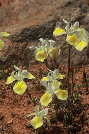 Moraea Serpentina - Indigenous South African Bulb - 10 Seeds