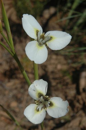Moraea Tricuspidata - Indigenous South African Bulb - 10 Seeds