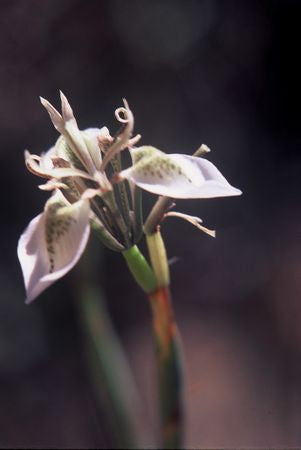 Moraea unguiculata - Indigenous South African Bulb - 10 Seeds
