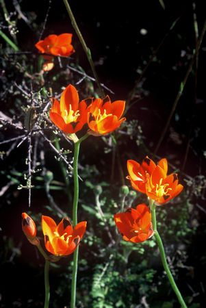 Ornithogalum Maculatum - Indigenous South African Bulb - 10 Seeds