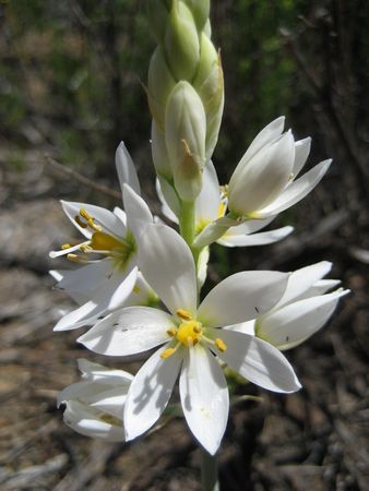 Ornithogalum Strictum - Indigenous South African Bulb - 10 Seeds