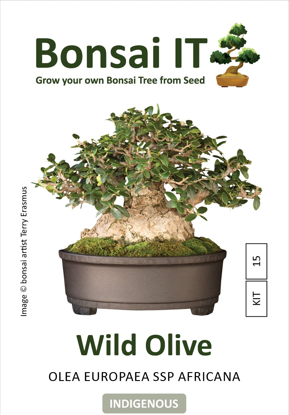 Bonsai IT -Wild Olive - Olea europaea ssp Africana