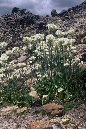 Ornithogalum Thyrsoides - Star of Bethlehem - Indigenous South African Bulb - 10 Seeds