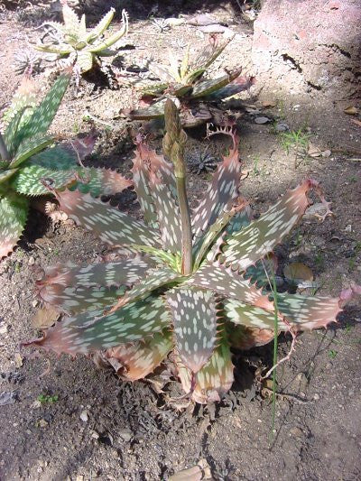 Aloe greatheadii v greatheadii - Indigenous South African Succulent - 10 Seeds