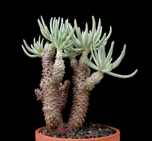 Tylecodon cacalioides - Indigenous South African Succulent - 10 Seeds