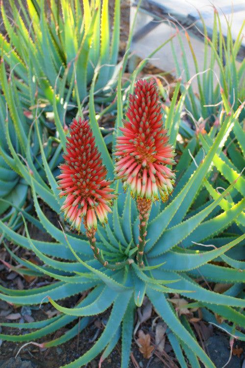 Aloe mutabilis - Indigenous South African Succulent - 10 Seeds