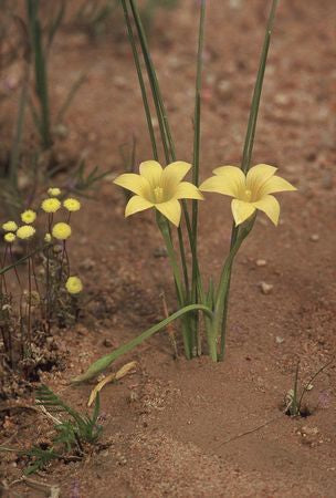 Romulea Citrina - Indigenous South African Bulb - 10 Seeds