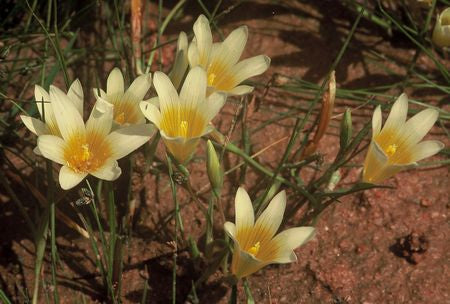 Romulea Leipoldtii - Indigenous South African Bulb - 10 Seeds