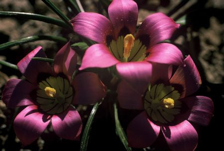 Romulea Subfistulosa - Indigenous South African Bulb - 10 Seeds