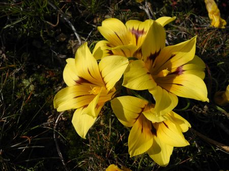 Romulea Tortuosa - Indigenous South African Bulb - 10 Seeds