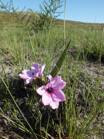 Babiana Purpurea - Indigenous South African Bulb - 10 Seeds