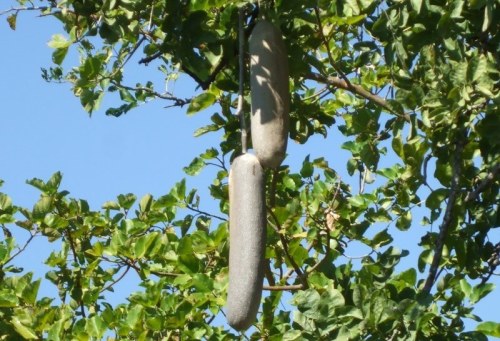 Kigelia africana - Sausage Tree - Indigenous Tree - 10 seeds