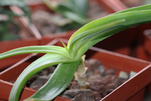Aloe bosseri - Succulent - Rare Madagascan Aloe - 5 seeds