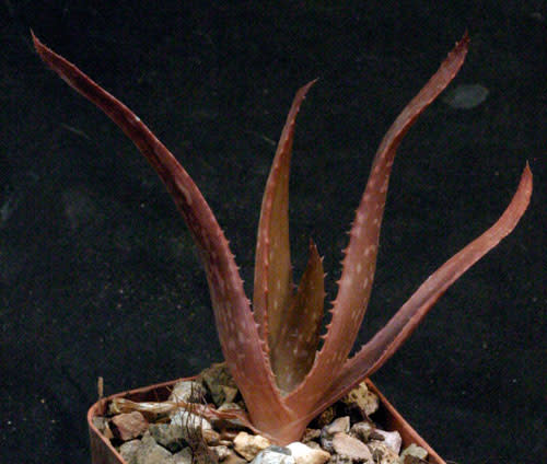 Aloe butiabana - Succulent - Rare Madagascan Aloe - 5 seeds