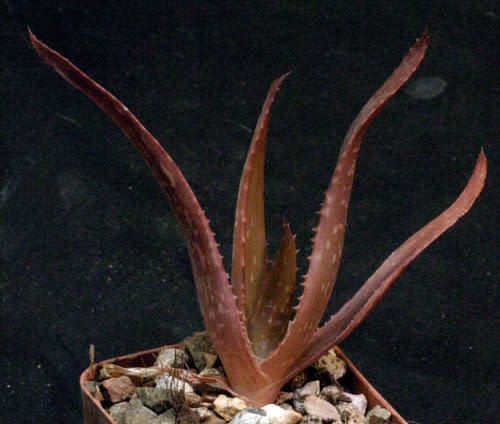 Aloe butiabana - Succulent - Rare Madagascan Aloe - 5 seeds