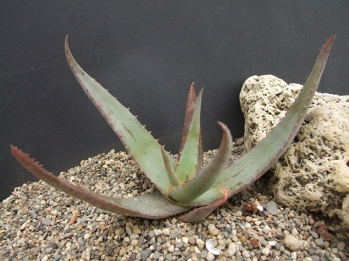 Aloe chrysostachys - Succulent - Rare Kenyan Aloe - 5 seeds