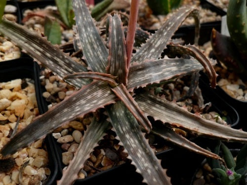 Aloe fleuretteana - Succulent - Rare Madagascan Aloe - 5 seeds