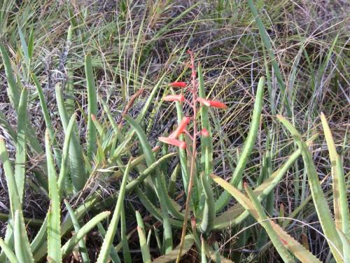 Aloe isaloensis - Succulent - Rare Madagascan Aloe - 5 seeds