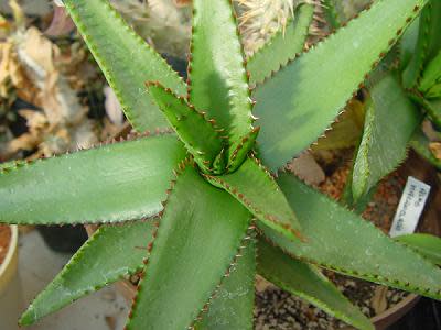 Aloe macroclada - Succulent - Rare Madagascan Aloe - 5 seeds