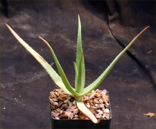 Aloe mandotoensis - Succulent - Rare Madagascan Aloe - 5 seeds