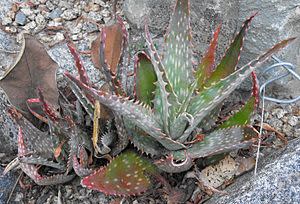 Aloe mubendiensis - Succulent - Rare Ugandan Aloe - 5 seeds