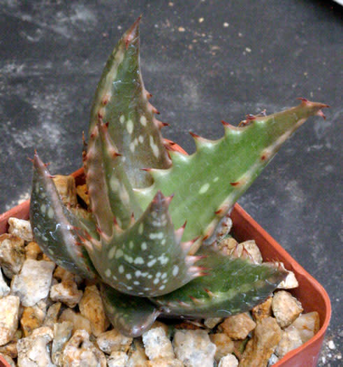 Aloe secundiflora var secundiflora - Succulent - Rare Kenyan Aloe - 5 seeds
