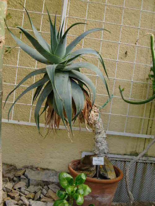 Aloe viguieri - Succulent - Rare Madagascan Aloe - 5 seeds