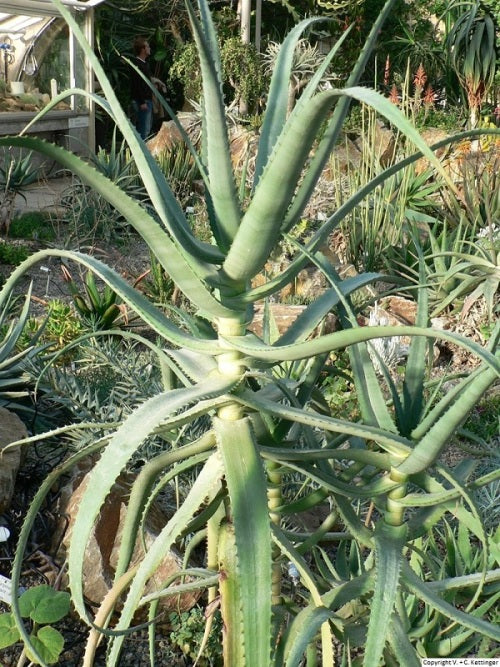 Aloe volkensii ssp multicaulis - Succulent - Rare East African Aloe - 5 seeds