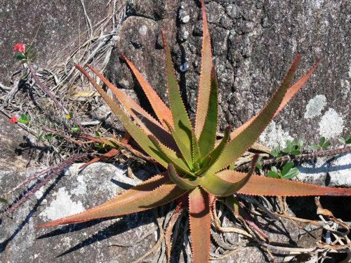 Aloe werneri - Succulent - Rare Madagascan Aloe - 5 seeds