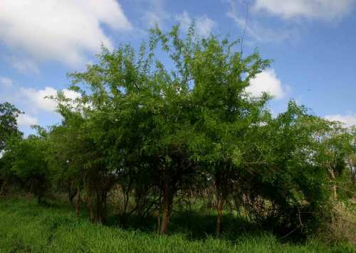 Dalbergia melanoxylon  - Zebrawood / African Blackwood - Indigenous Tree - 10 seeds