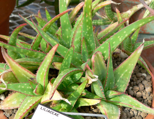 Aloe sinkatana - Rare Aloe - 10 Seeds