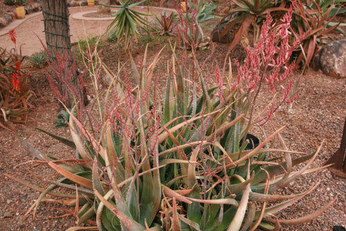 Aloe turkanensis - Rare Aloe - 10 Seeds