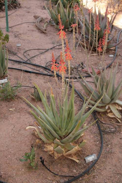 Aloe vacillans red - Rare Aloe - 10 Seeds