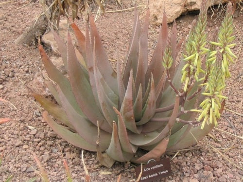 Aloe vacillans yellow - Rare Aloe - 10 Seeds