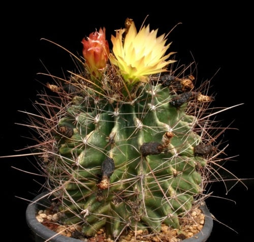 Ferocactus hamatacanthus - Exotic Succulent / Cacti - 10 Seeds