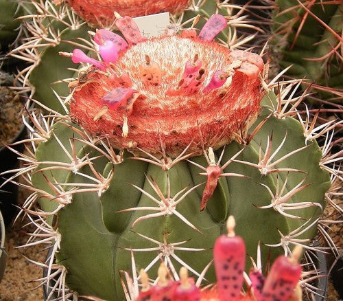 Melocactus curvispinus - Exotic Succulent / Cacti - 10 Seeds