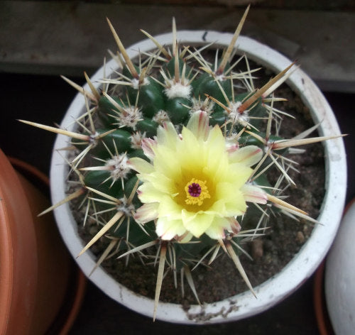 Notocactus / Parodia submammulosa - Exotic Succulent / Cacti - 10 Seeds